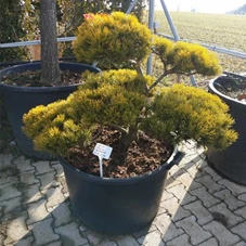 Pinus mugo 'Wintergold', Gartenbonsai Nr. 14 100- 100