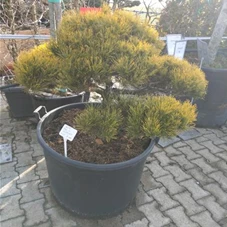 Pinus mugo 'Wintergold' - Bonsai, Gartenbonsai Nr. 12 100- 100