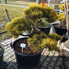Pinus mugo 'Wintergold' - Bonsai, Gartenbonsai Nr. 7. 1. 100- 120