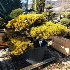 Pinus mugo 'Wintergold', Gartenbonsai Nr. 20 Breite 125- 150