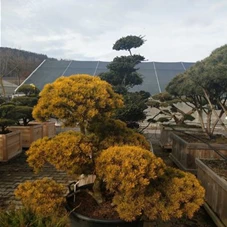 Pinus mugo 'Wintergold', Gartenbonsai Nr. 25 125- 150