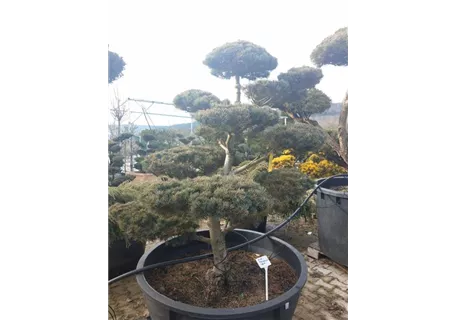 Pinus parviflora 'Negishi' - Bonsai - Blaue Mädchenkiefer 'Negishi'