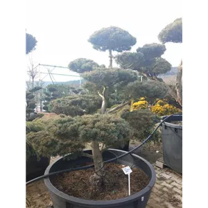 Pinus parviflora &#39;Negishi&#39; - Bonsai