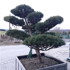 Pinus sylvestris 'Watereri', Gartenbonsai Nr. 1 200 x 200-