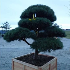 Pinus sylvestris 'Watereri', Gartenbonsai Nr. 25 200 x - 180