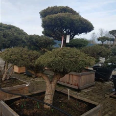 Pinus sylvestris 'Watereri', Gartenbonsai Nr. 21 150- 175