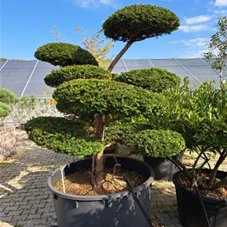 Taxus baccata - Bonsai, Gartenbonsai Nr. 44 200- 225