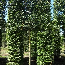 Acer campestre 'Elsrijk' - Formgehölze, H mDb Spalier 160x160 Sth. 210 cm 18- 20