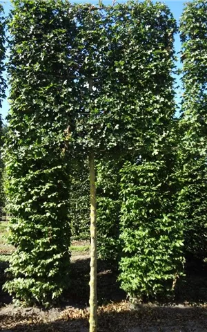 Acer campestre 'Elsrijk' - Formgehölze