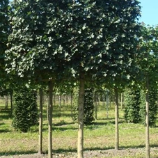 Acer campestre 'Elsrijk' - Formgehölze, H mDb Spalier 160x160 Sth. 210 cm 20- 25