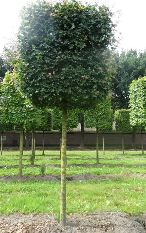 Acer campestre 'Elsrijk' - Formgehölze