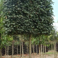 Acer campestre 'Elsrijk' - Formgehölze, H mDb Spalier 160x160 Sth. 210 cm 25- 30
