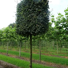 Acer campestre 'Elsrijk' - Formgehölze, H mDb Spalier 160x160 Sth. 210 cm 30- 35