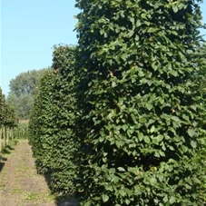 Carpinus betulus - Formgehölze, mDb Blockform 360x100x100 
