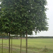 Carpinus betulus - Formgehölze, H mDb Spalier 160x160 cm Sth. 210 cm 16- 18