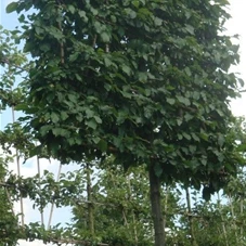 Carpinus betulus - Formgehölze, H mDb Spalier 160x160 cm Sth. 210 cm 18- 20