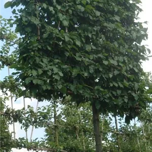 Carpinus betulus - Formgeh&#246;lze