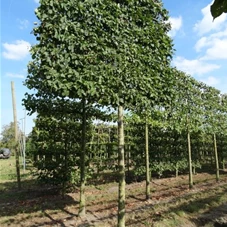 Carpinus betulus - Formgehölze, H mDb Spalier 200x220 cm Sth. 225 cm 20- 25