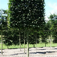 Carpinus betulus - Formgehölze, H mDb Spalier 160x160 cm Sth. 210 cm 25- 30