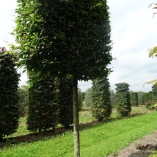 Carpinus betulus - Formgehölze, H mDb Spalier 160x160 cm Sth. 210 cm 30- 35