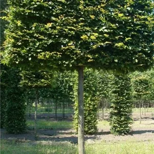 Carpinus betulus - Formgeh&#246;lze
