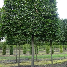 Carpinus betulus - Formgehölze, H mDb Spalier 200x220 cm Sth. 225 cm 35- 40