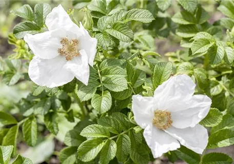 Rosa rugosa alba - Weiße Apfelrose