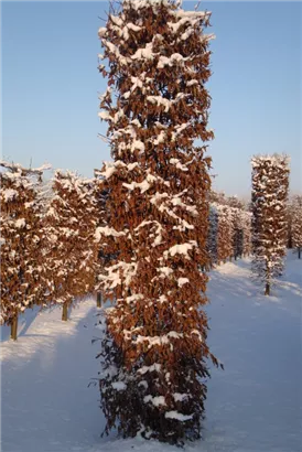 Hainbuche,Weißbuche - Carpinus betulus - Formgehölze