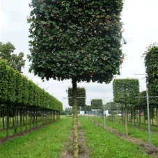 Acer campestre 'Elsrijk' - Formgehölze, H mDb Kubus 125x125x125 cm 20- 25