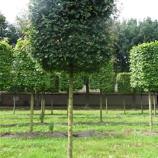 Acer campestre 'Elsrijk' - Formgehölze, H mDb Kubus 125x125x125 cm 25- 30