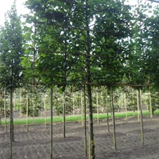 Carpinus betulus - Formgehölze, H mDb Spalier 160x160 cm Sth. 170 cm 16- 18