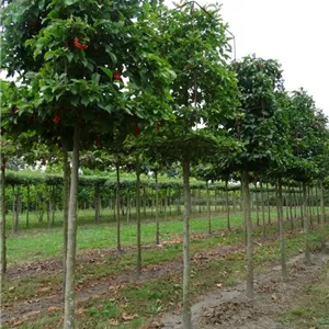 Magnolia kobus - Formgeh&#246;lze