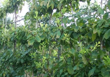 Prunus av.\'Schneiders Späte Knorpelkir.\' CAC, Süßkirsche \'Schneiders Späte  Knorpel\' 6.KW - Semper Verde Pflanzenzentrum Ullmer GbR
