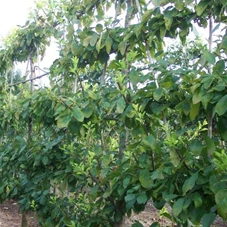 Prunus dom.'Opal' CAC, mDb Spalier 160x160 cm Sth. 50 cm 14- 16