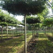 Quercus palustris - Formgehölze, H mDb Dachform Sth. 240 cm 18- 20