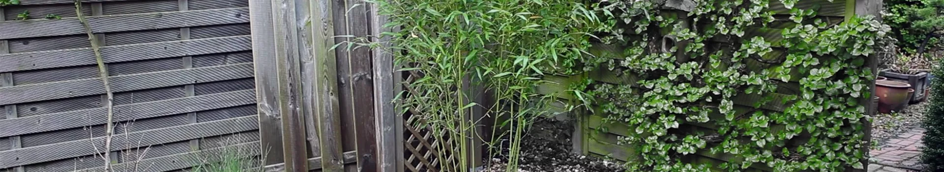 Bambus Einpflanzen im Garten Semper Verde Pflanzenzentrum Ullmer GbR