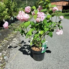 Hydrangea macrophylla 'Bouquet Rose', C 3 30- +