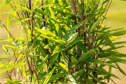Bambus 'Black Pearl' - Fargesia nitida 'Black Pearl'