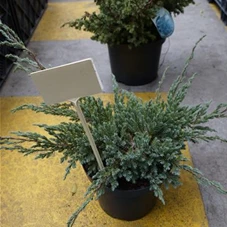 Juniperus squamata 'Blue Carpet' - Nadeln - Koniferen, C 2 20- 30