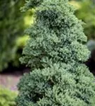 Niederer Zwergwacholder - Juniperus procumbens 'Nana'