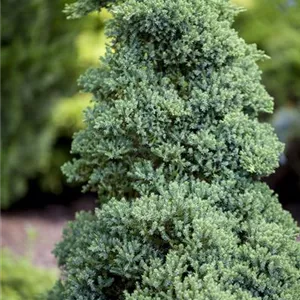 Juniperus procumbens &#39;Nana&#39;