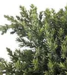 Niederer Zwergwacholder - Juniperus procumbens 'Nana'