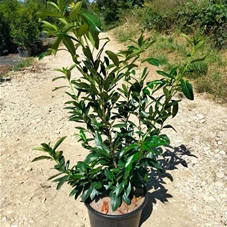 Prunus lauroc.'Caucasica', C 20 100- 125