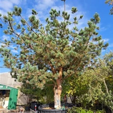 Pinus sylvestris, Sol mDb br. 350 cm 400- 450