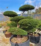 Heimische Eibe - Taxus baccata - Bonsai