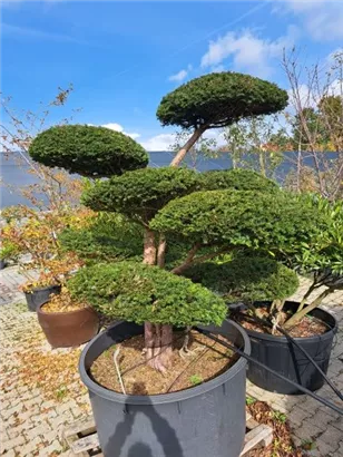 Heimische Eibe - Taxus baccata - Bonsai
