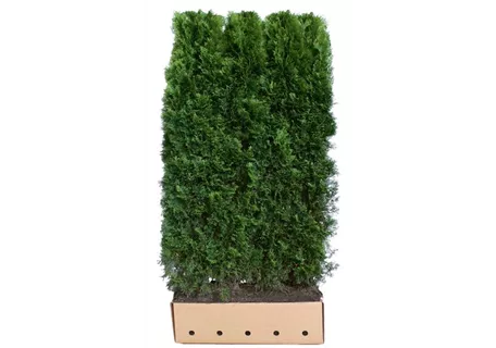 Thuja occidentalis 'Smaragd' - Heckenelemente - Lebensbaum 'Smaragd'