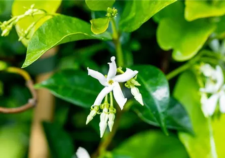 Trachelospermum jasminoides - Kletterpflanzen - 