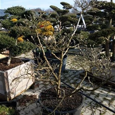 Magnolia stellata - Bonsai, Bonsai C 110 125- 150