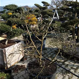 Magnolia stellata - Bonsai